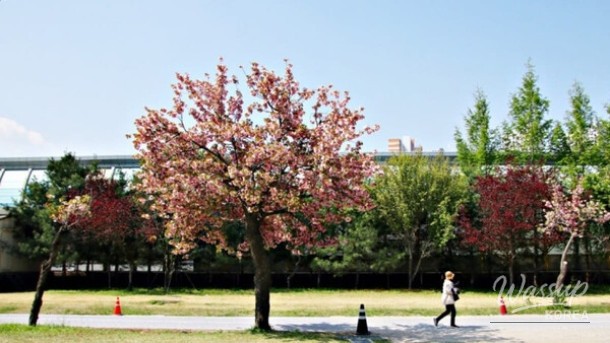 Discover the Beauty of Misakgyeongjeong Park in Spring_01