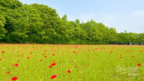 Discover the Beauty of Misakgyeongjeong Park in Spring_04