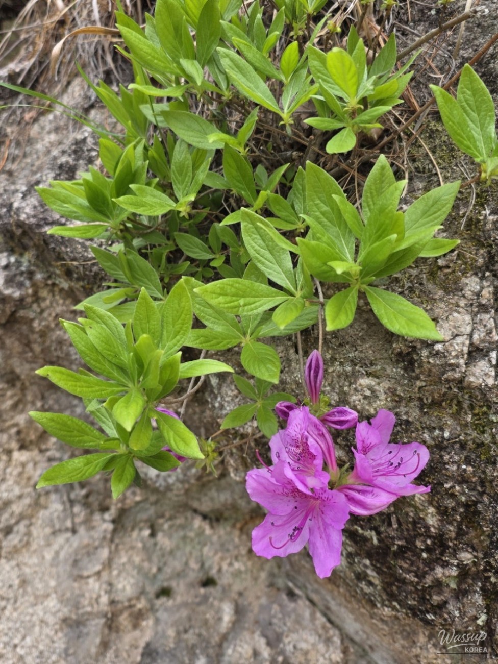 Exploring the SuSungdae Suspension Bridge in Geochang_08