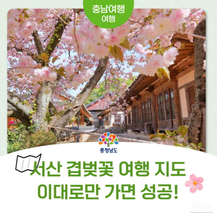 Spring Blossom Journey in Seosan, South Korea3447