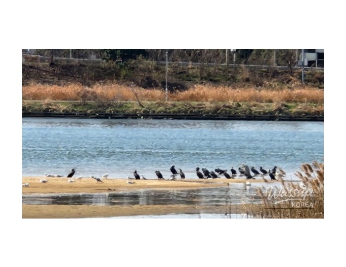Discover the Spring Wonders of Ulsan: Migratory Bird Travel Bus float