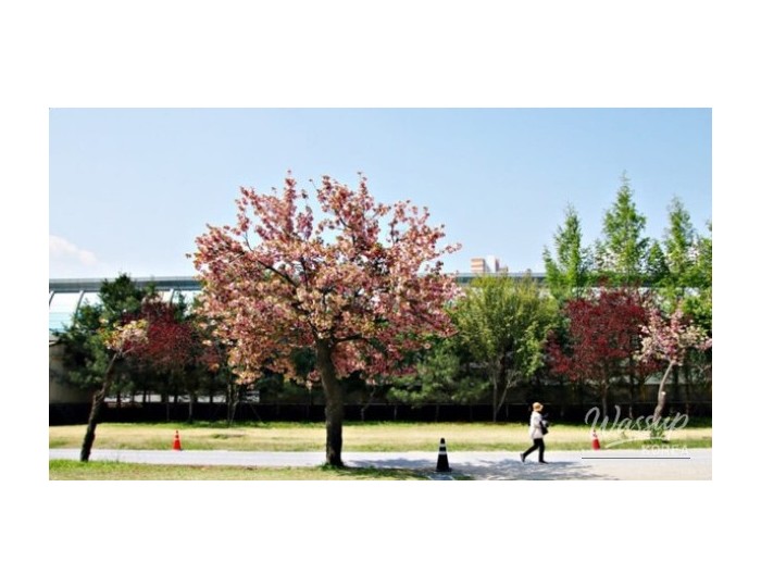 Discover the Beauty of Misakgyeongjeong Park in Spring float