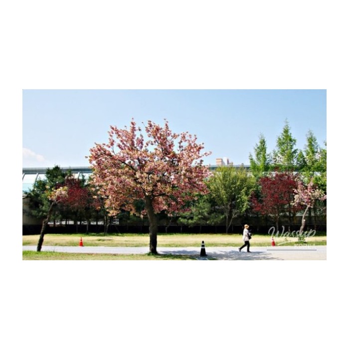 Discover the Beauty of Misakgyeongjeong Park in Spring3441