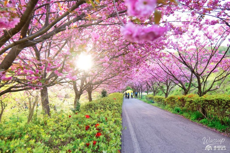 Exploring the Cherry Blossom Tunnel at Munsoosa Temple_05