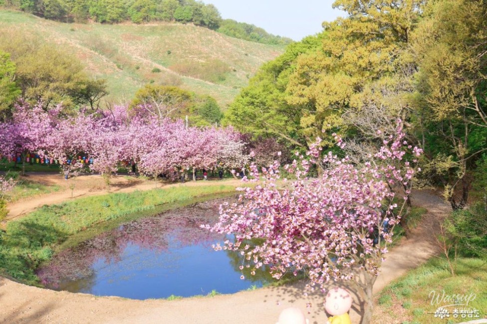 Exploring the Cherry Blossom Tunnel at Munsoosa Temple_06
