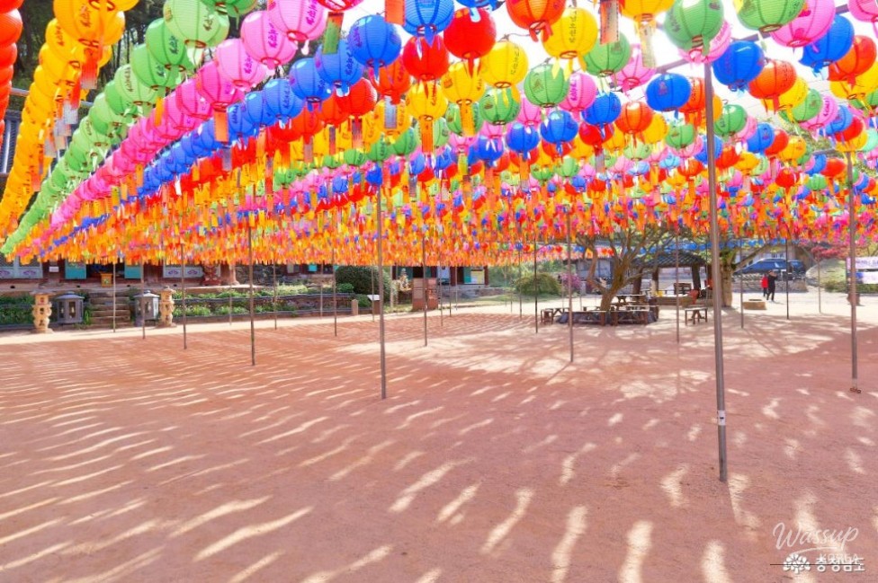 Exploring the Cherry Blossom Tunnel at Munsoosa Temple_09