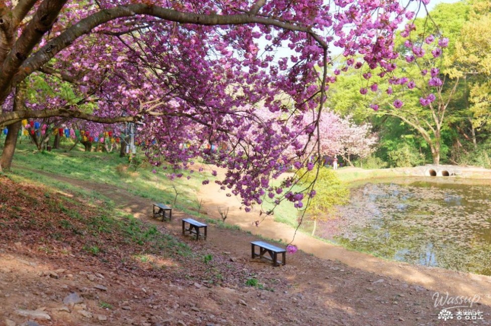 Exploring the Cherry Blossom Tunnel at Munsoosa Temple_07