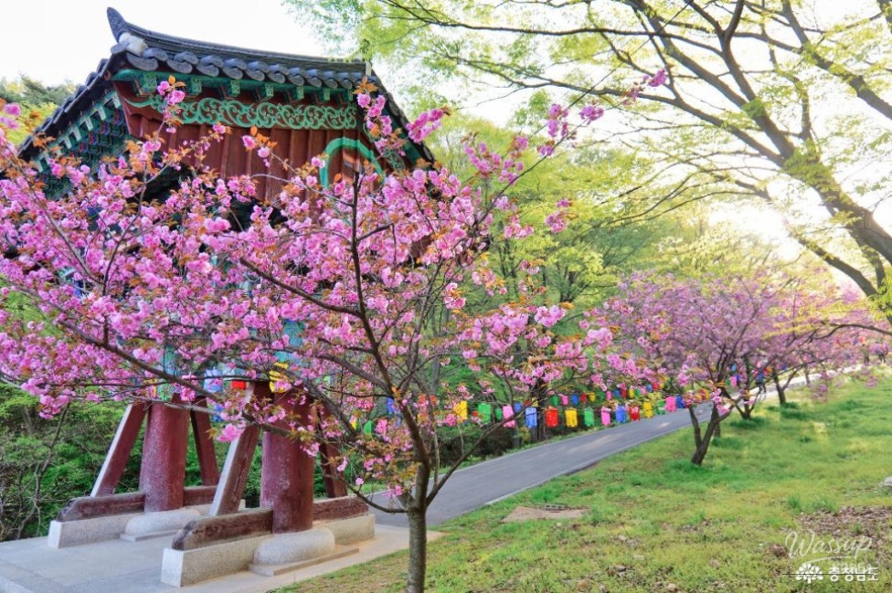 Exploring the Cherry Blossom Tunnel at Munsoosa Temple_04