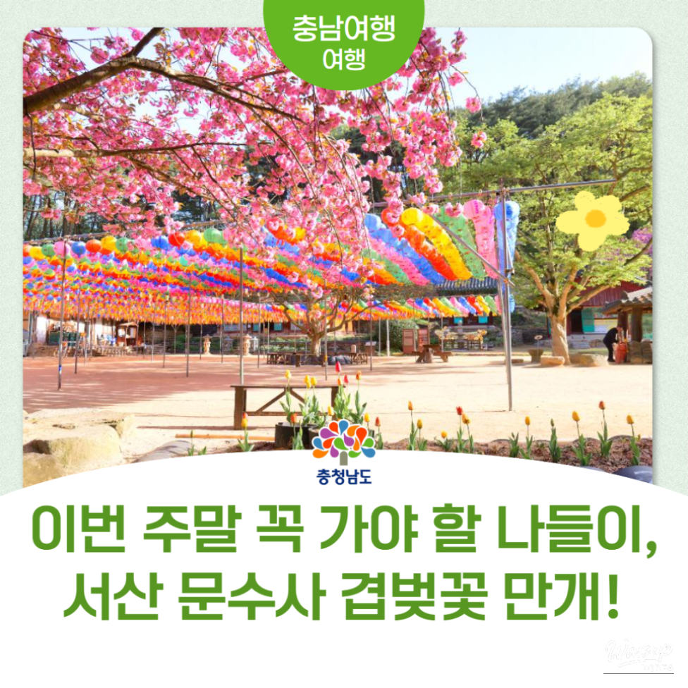 Exploring the Cherry Blossom Tunnel at Munsoosa Temple_01