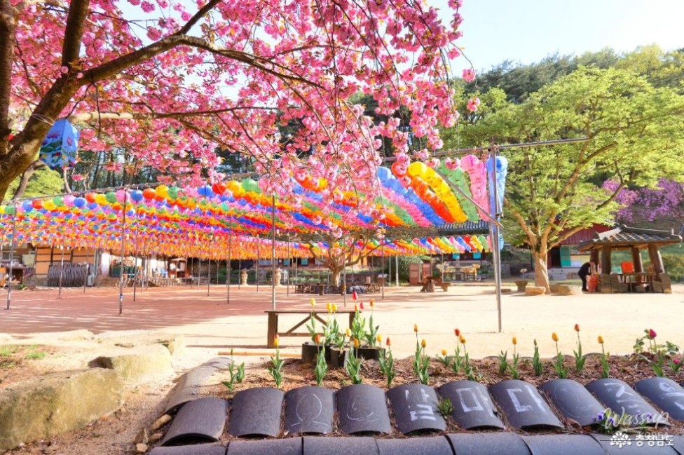 Exploring the Cherry Blossom Tunnel at Munsoosa Temple_08