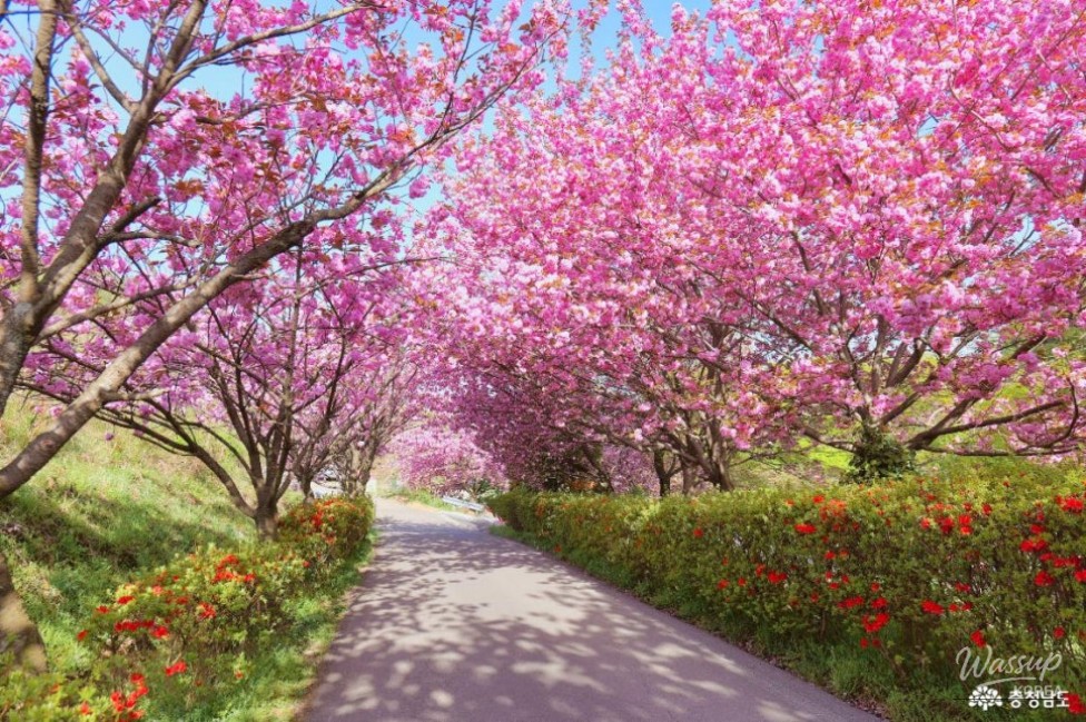 Exploring the Cherry Blossom Tunnel at Munsoosa Temple_03