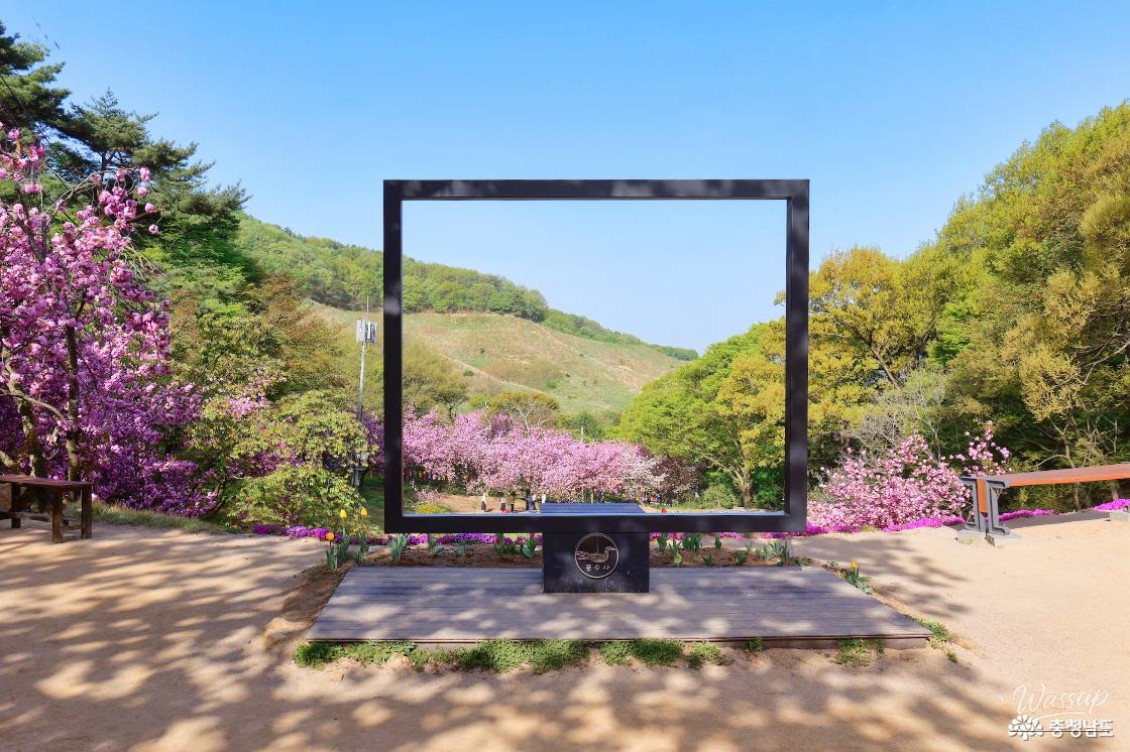 Exploring the Cherry Blossom Tunnel at Munsoosa Temple_10