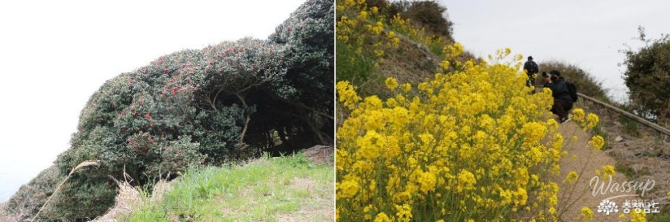 Exploring the Ecological Value of Gyeongryulbiyeoldo_06