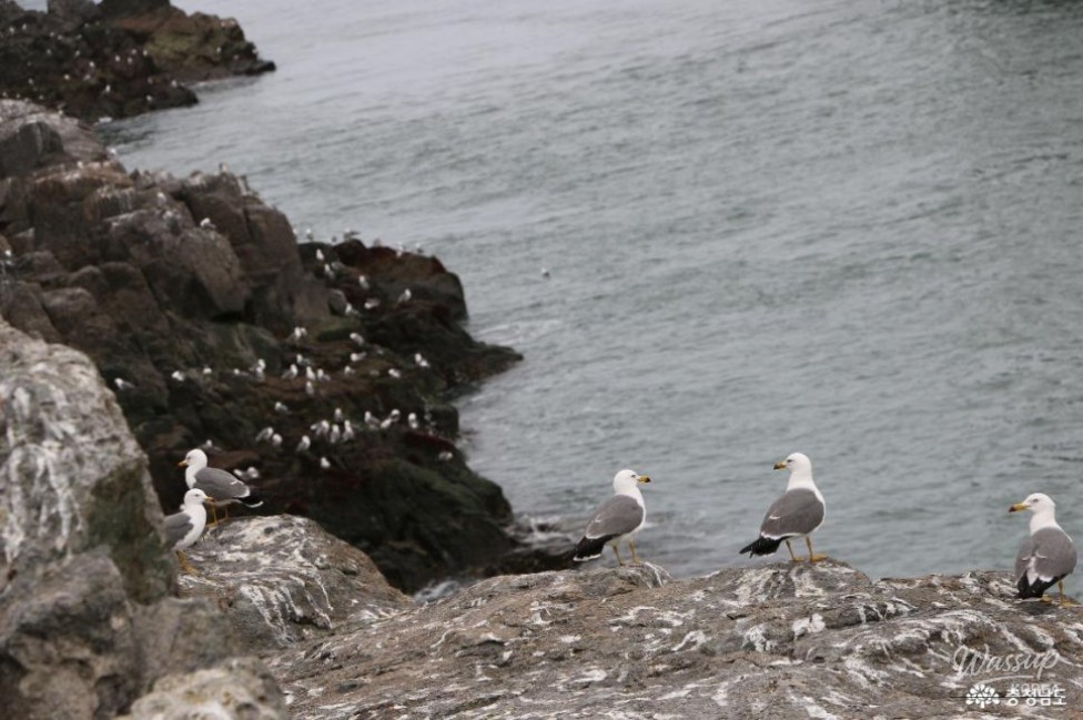 Exploring the Ecological Value of Gyeongryulbiyeoldo_05