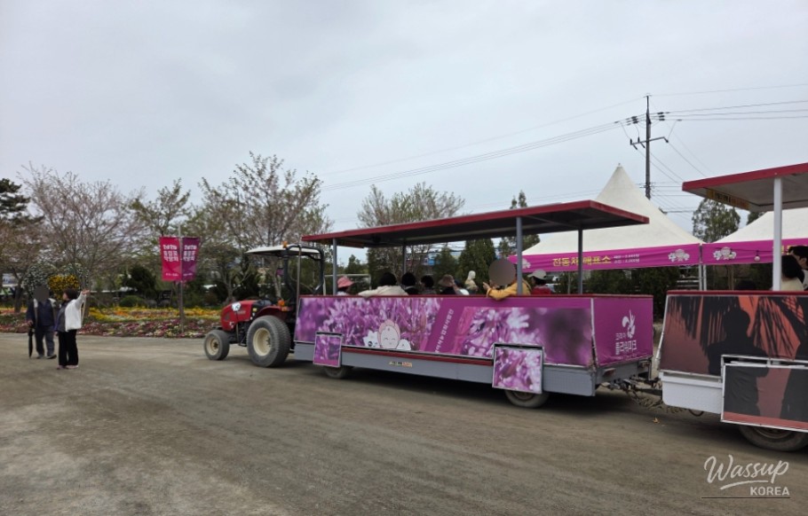 Exploring the 2026 Taean World Tulip Flower Expo_07