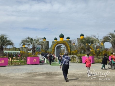 Exploring the 2026 Taean World Tulip Flower Expo_08