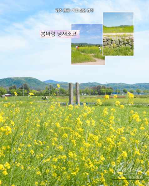 Explore the Beautiful Canola Flowers at Gyeongju Bunhwangsa_04