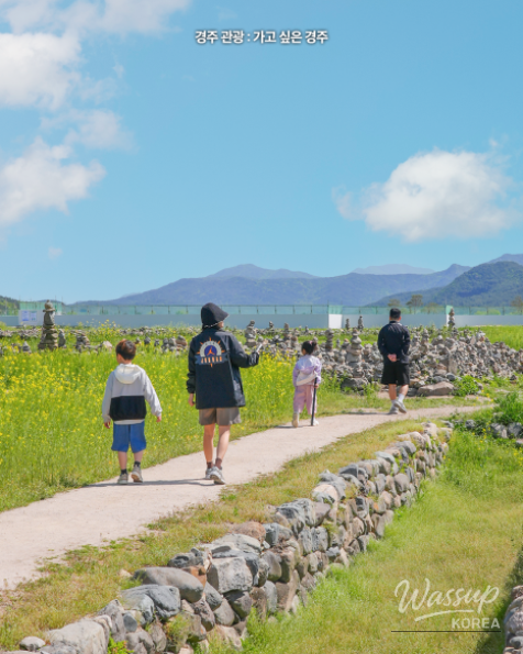 Explore the Beautiful Canola Flowers at Gyeongju Bunhwangsa_06