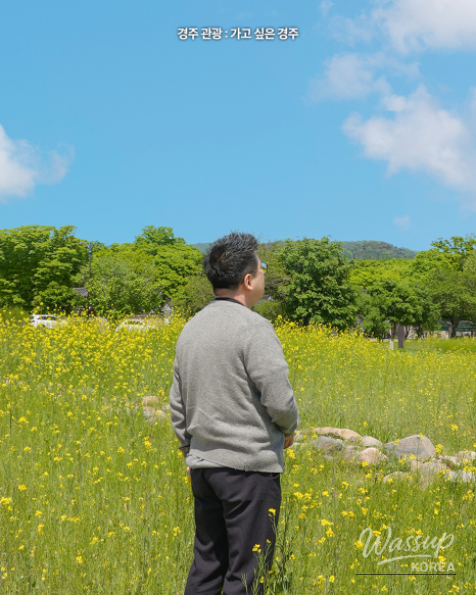 Explore the Beautiful Canola Flowers at Gyeongju Bunhwangsa_05