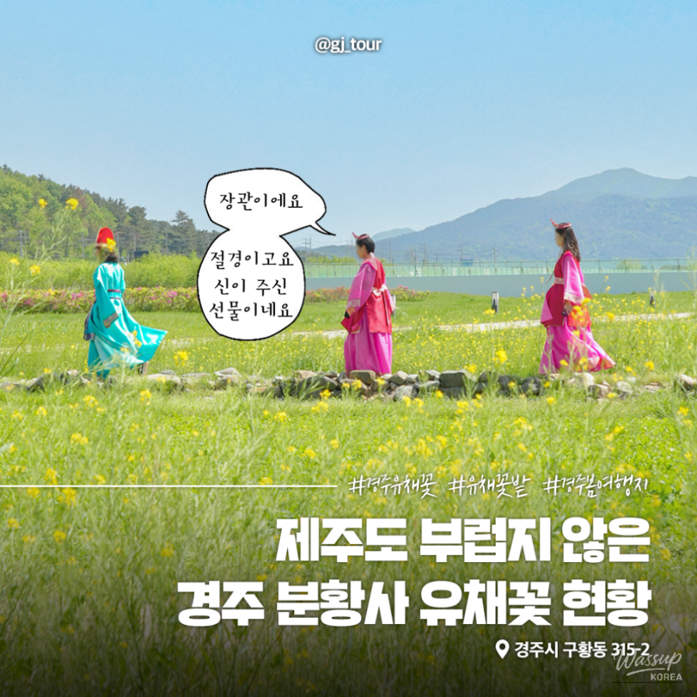 Explore the Beautiful Canola Flowers at Gyeongju Bunhwangsa_09