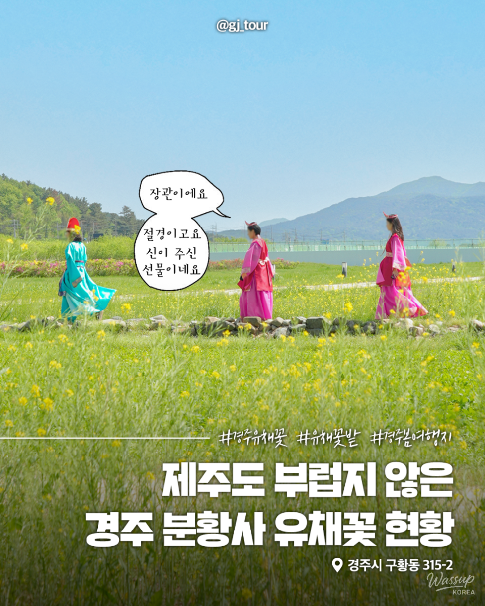 Explore the Beautiful Canola Flowers at Gyeongju Bunhwangsa_01