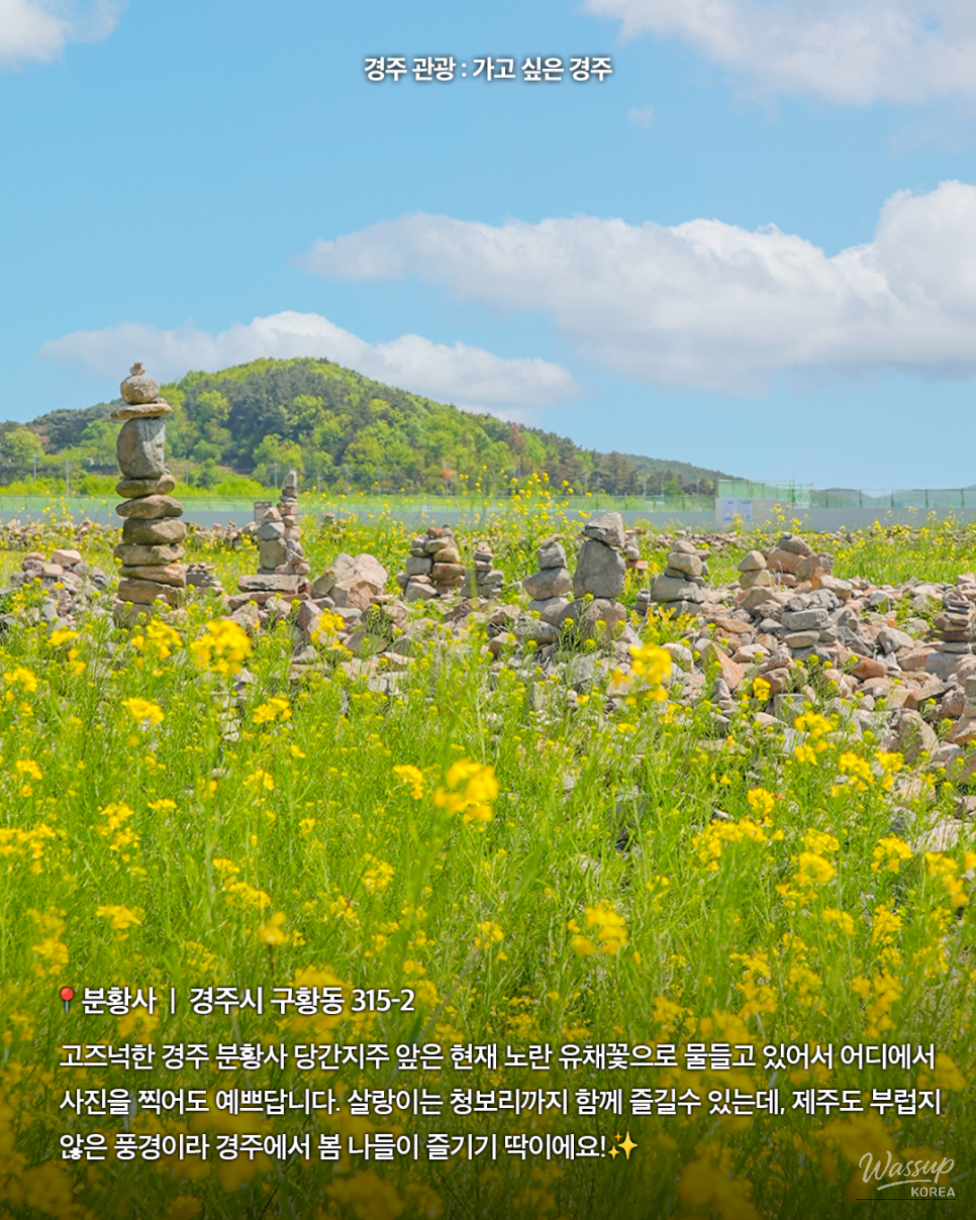 Explore the Beautiful Canola Flowers at Gyeongju Bunhwangsa_02