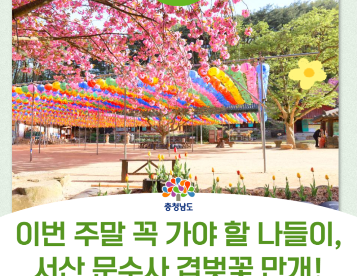 Exploring the Cherry Blossom Tunnel at Munsoosa Temple float