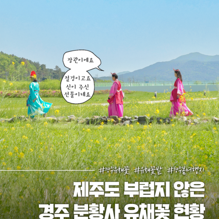 Explore the Beautiful Canola Flowers at Gyeongju Bunhwangsa3453