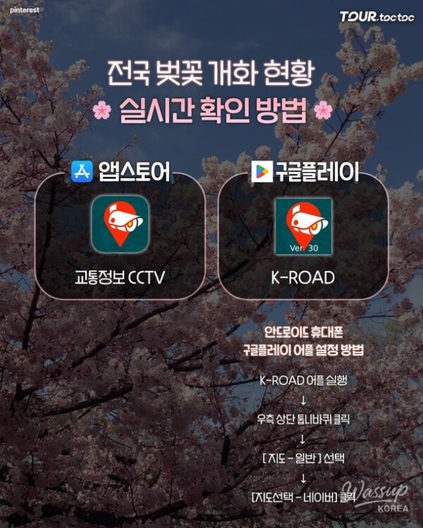 How to Check Cherry Blossom Blooming Status in Real-Time for 2026_03