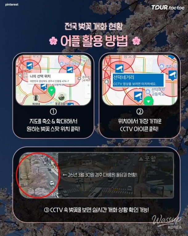 How to Check Cherry Blossom Blooming Status in Real-Time for 2026_04