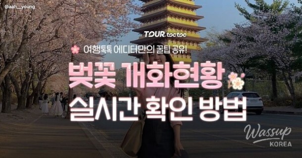 How to Check Cherry Blossom Blooming Status in Real-Time for 2026_01