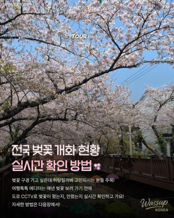 How to Check Cherry Blossom Blooming Status in Real-Time for 2026_02