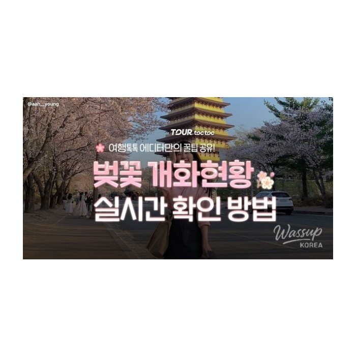 How to Check Cherry Blossom Blooming Status in Real-Time for 20263462