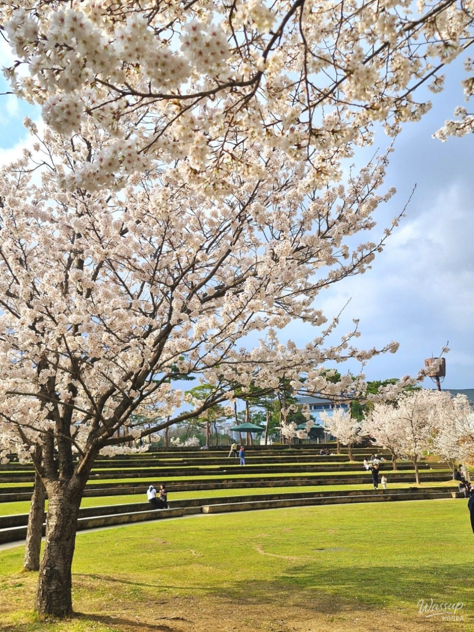 Cherry Blossom Season in April at Sejong Lake Park_01