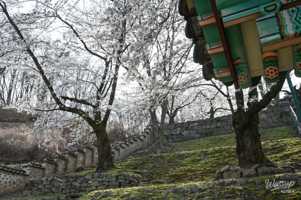 Hidden Cherry Blossom Spot: Gilsangsa Temple_07
