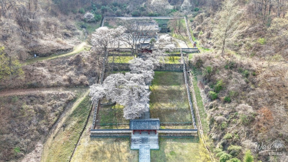 Hidden Cherry Blossom Spot: Gilsangsa Temple_11