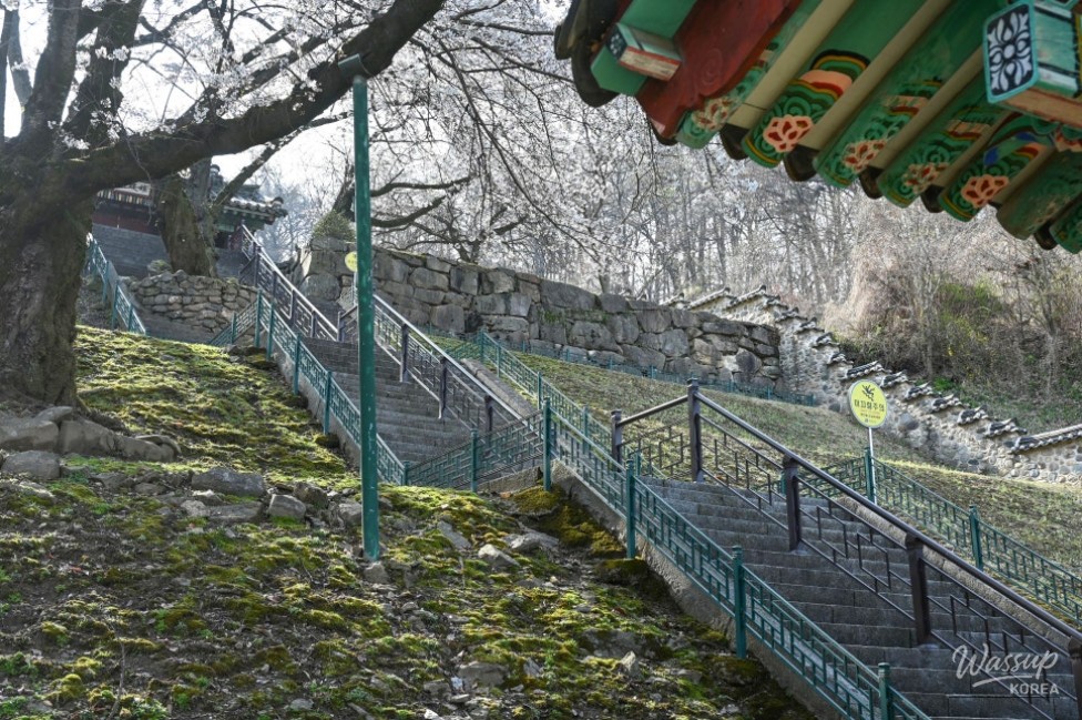 Hidden Cherry Blossom Spot: Gilsangsa Temple_08