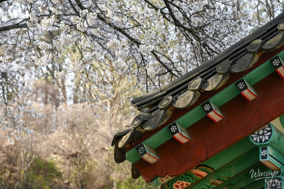 Hidden Cherry Blossom Spot: Gilsangsa Temple_09
