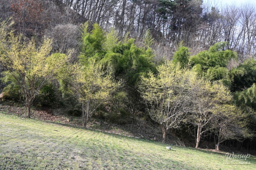 Hidden Cherry Blossom Spot: Gilsangsa Temple_10