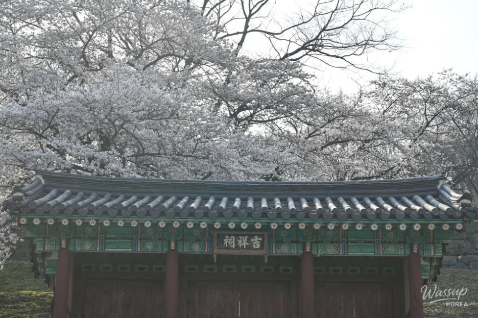 Hidden Cherry Blossom Spot: Gilsangsa Temple_06