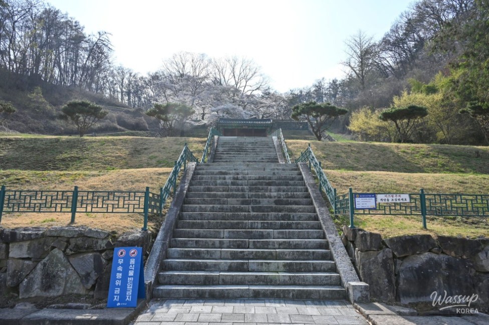 Hidden Cherry Blossom Spot: Gilsangsa Temple_05