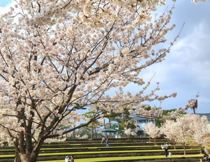 Cherry Blossom Season in April at Sejong Lake Park float
