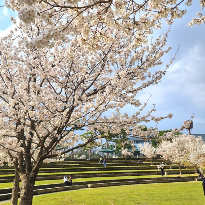 Cherry Blossom Season in April at Sejong Lake Park371