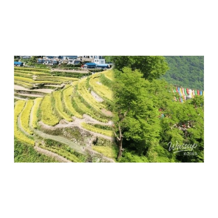 Discovering the Charm of Namhae in Spring3477