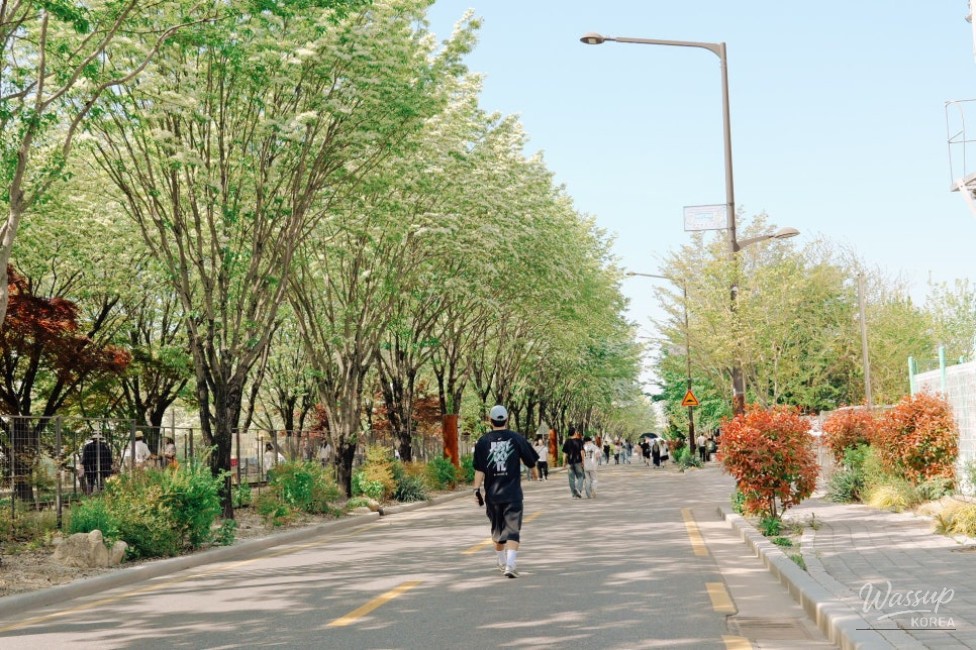 The Enchanting Ipam Tree Trail in May_03