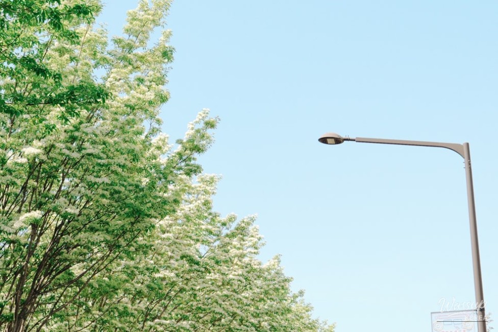 The Enchanting Ipam Tree Trail in May_02