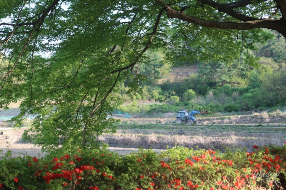 Exploring the Serene Munbeop-ri Zelkova Village Forest in Goesan_08