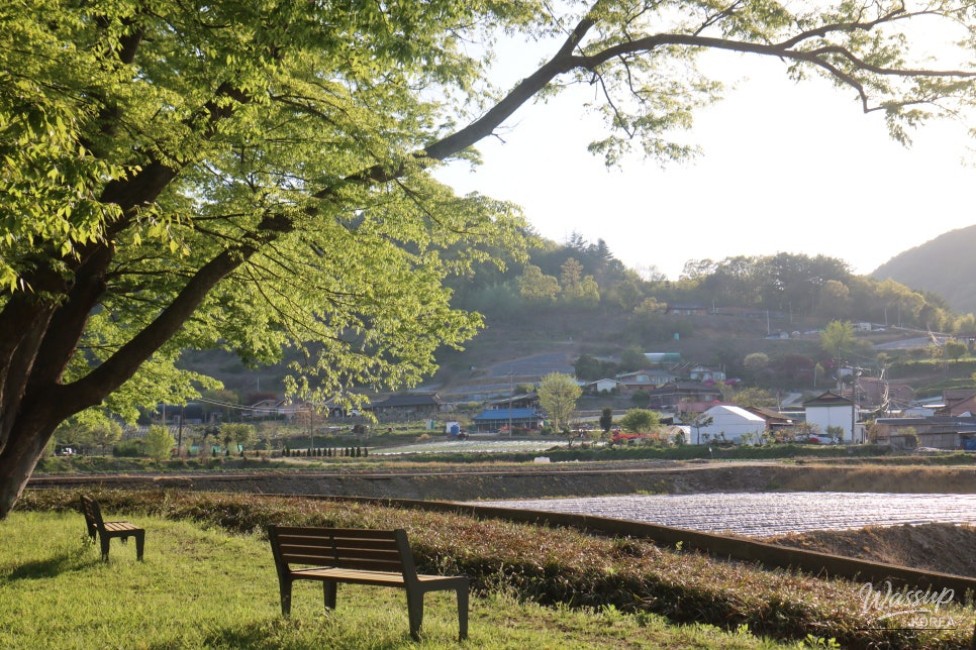 Exploring the Serene Munbeop-ri Zelkova Village Forest in Goesan_12