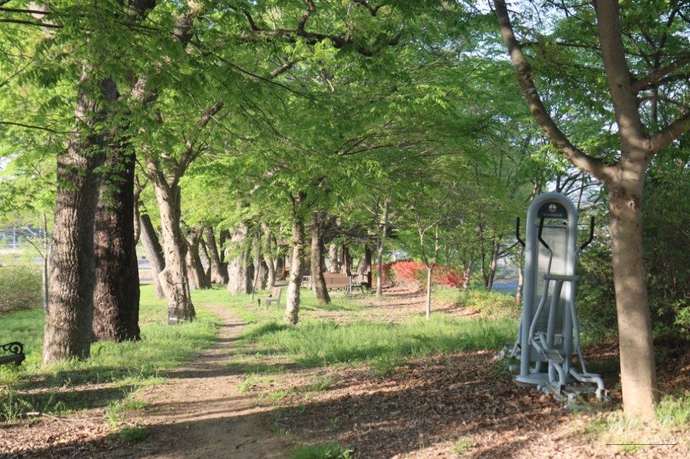 Exploring the Serene Munbeop-ri Zelkova Village Forest in Goesan_06