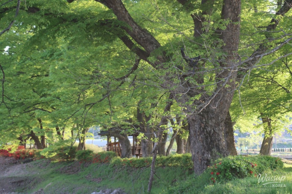 Exploring the Serene Munbeop-ri Zelkova Village Forest in Goesan_15